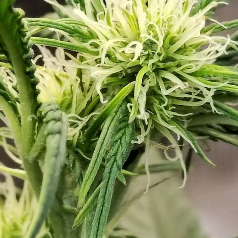 Critikal XXL auto growlog timeline photo