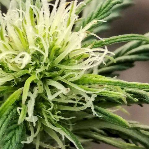 Critikal XXL auto growlog timeline photo
