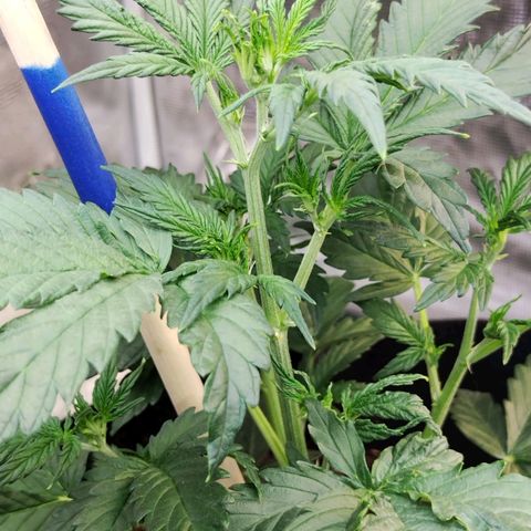 Critikal XXL auto growlog timeline photo
