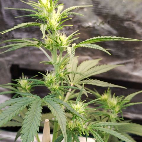 Critikal XXL auto growlog timeline photo