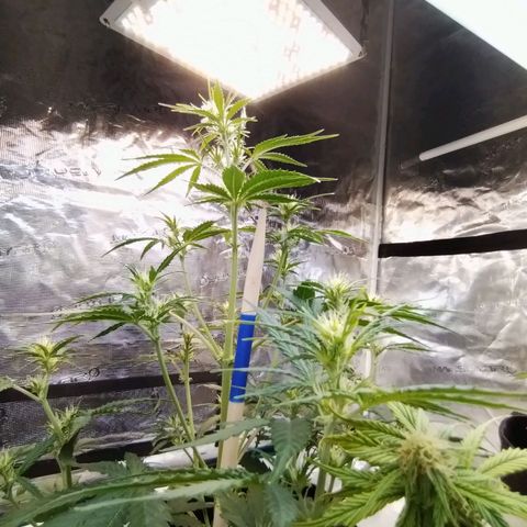 Critikal XXL auto growlog timeline photo