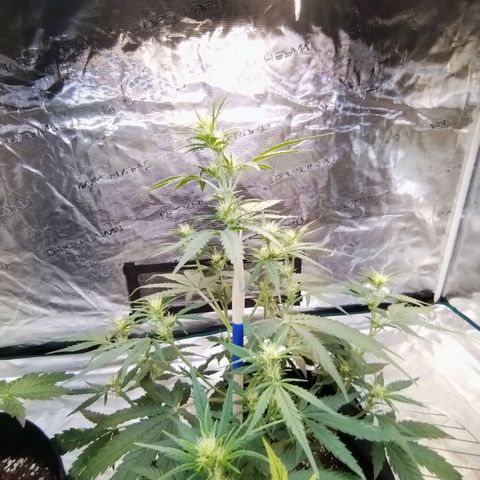 Critikal XXL auto growlog timeline photo