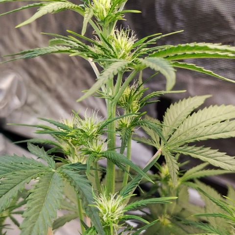 Critikal XXL auto growlog timeline photo