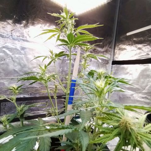 Critikal XXL auto growlog timeline photo