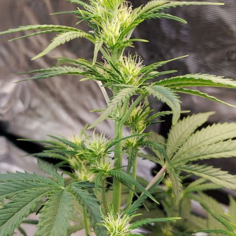 Critikal XXL auto growlog timeline photo