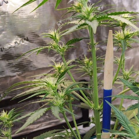 Critikal XXL auto growlog timeline photo