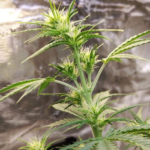 Critikal XXL auto growlog timeline photo