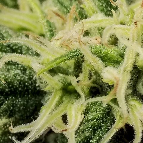 Matanuska growlog timeline photo