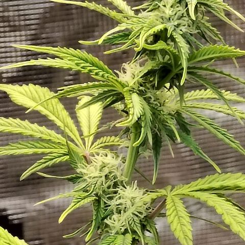 Matanuska growlog timeline photo