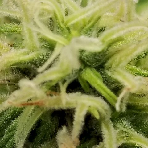 Matanuska growlog timeline photo