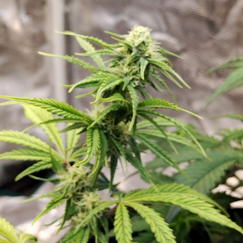 Matanuska growlog timeline photo
