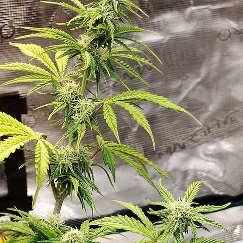 Matanuska growlog timeline photo