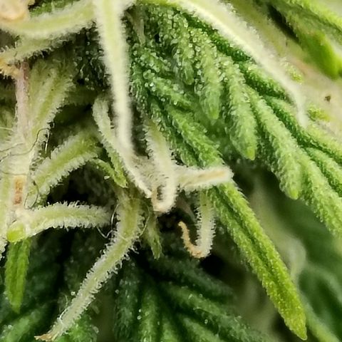 Matanuska growlog timeline photo