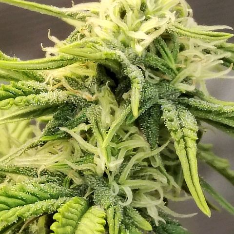 Matanuska growlog timeline photo
