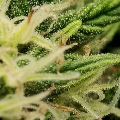 Matanuska growlog timeline photo