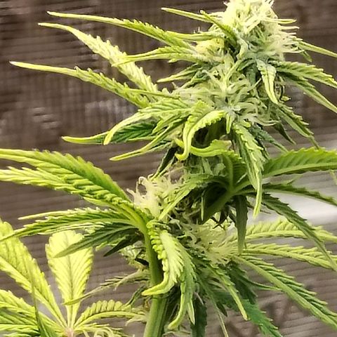 Matanuska growlog timeline photo