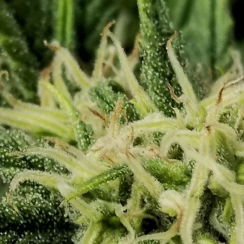 Matanuska growlog timeline photo