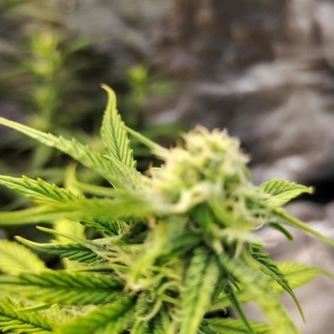 Matanuska growlog timeline photo