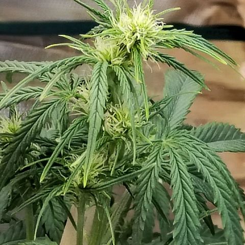 Critikal XXL auto growlog timeline photo