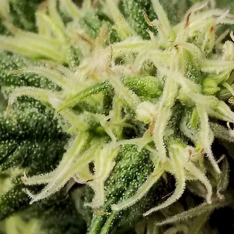 Matanuska growlog timeline photo