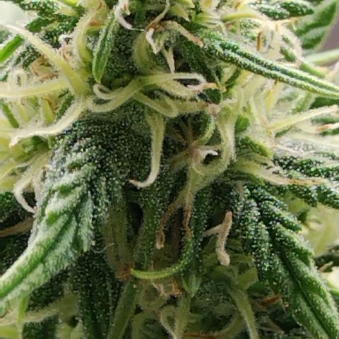 Matanuska growlog timeline photo
