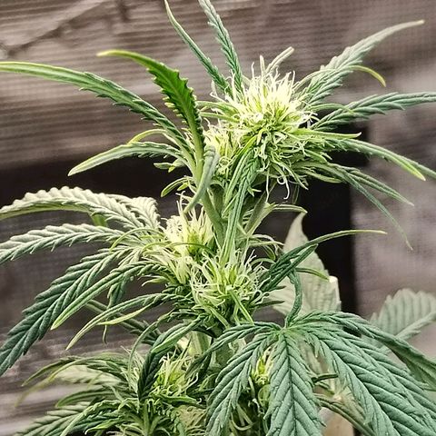 Critikal XXL auto growlog timeline photo