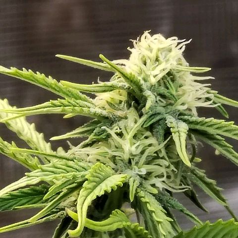 Matanuska growlog timeline photo