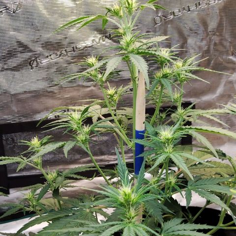 Critikal XXL auto growlog timeline photo