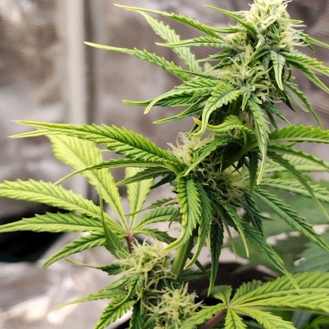 Matanuska growlog timeline photo
