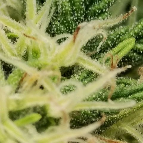Matanuska growlog timeline photo