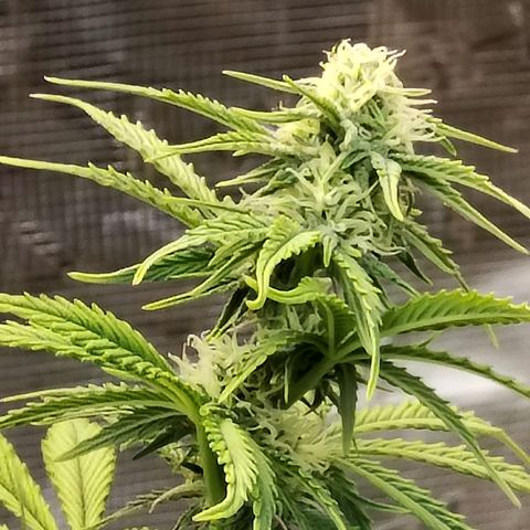 Matanuska growlog timeline photo