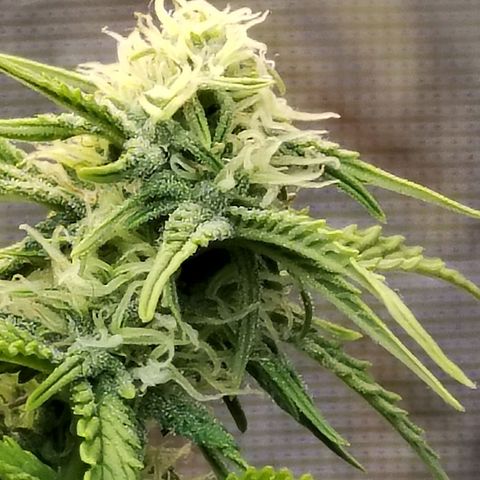 Matanuska growlog timeline photo