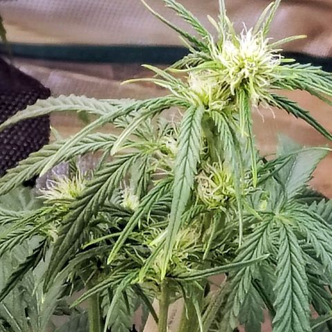 Critikal XXL auto growlog timeline photo