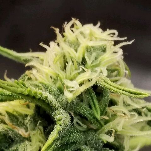 Matanuska growlog timeline photo