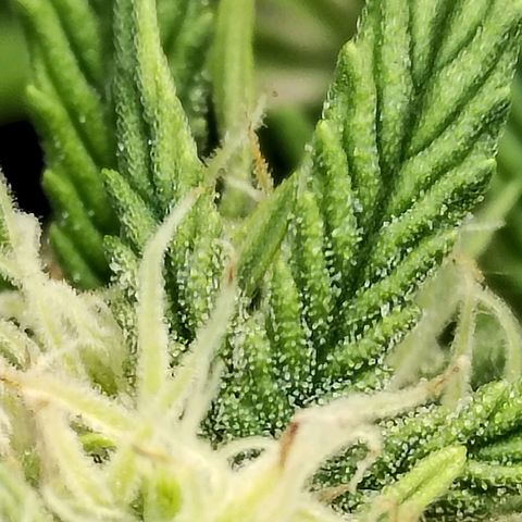 Matanuska growlog timeline photo