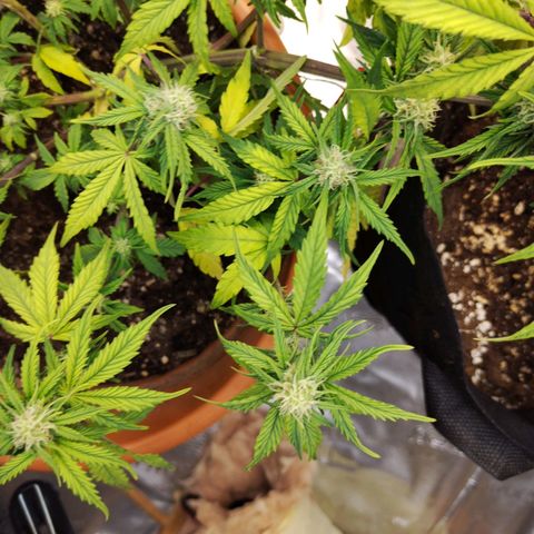 Matanuska growlog timeline photo