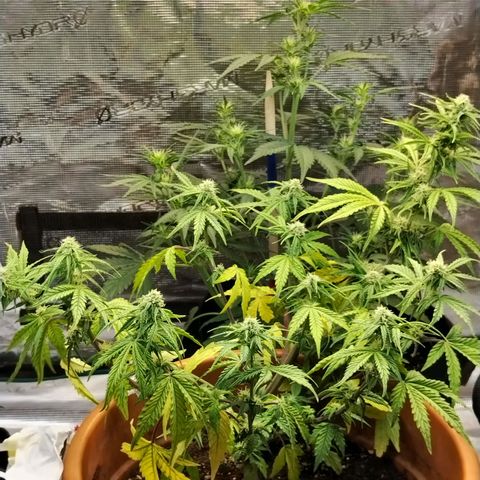 Matanuska growlog timeline photo