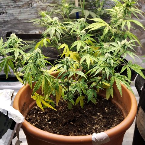 Matanuska growlog timeline photo