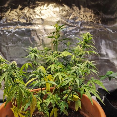 Matanuska growlog timeline photo