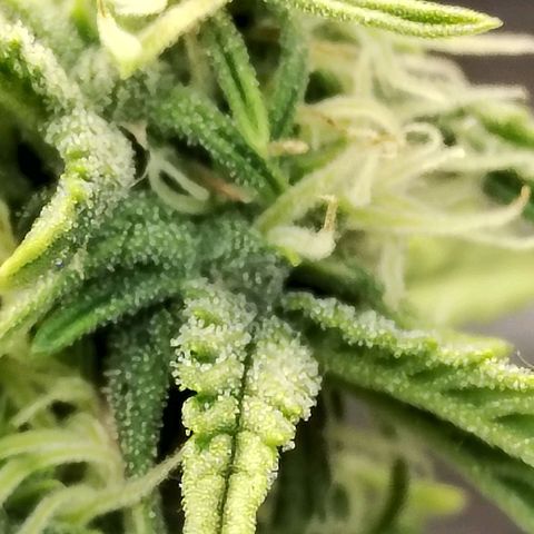 Matanuska growlog timeline photo