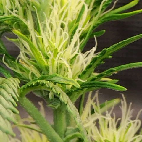 Critikal XXL auto growlog timeline photo