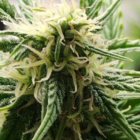 Matanuska growlog timeline photo