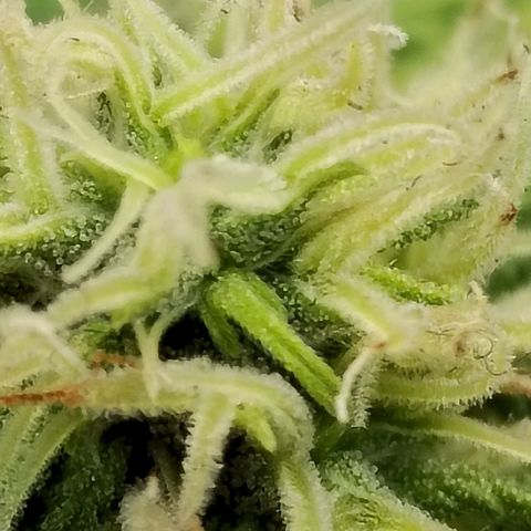 Matanuska growlog timeline photo
