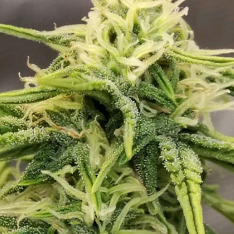 Matanuska growlog timeline photo