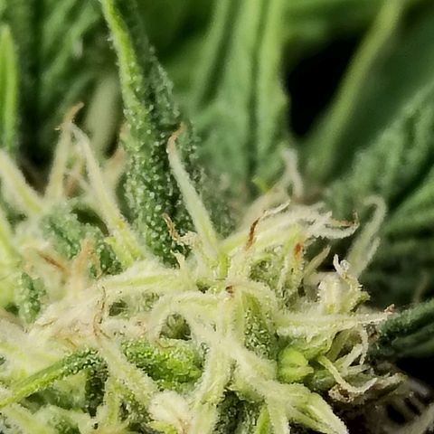 Matanuska growlog timeline photo