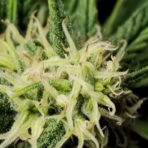 Matanuska growlog timeline photo