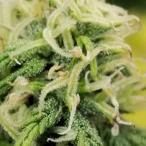 Matanuska growlog timeline photo