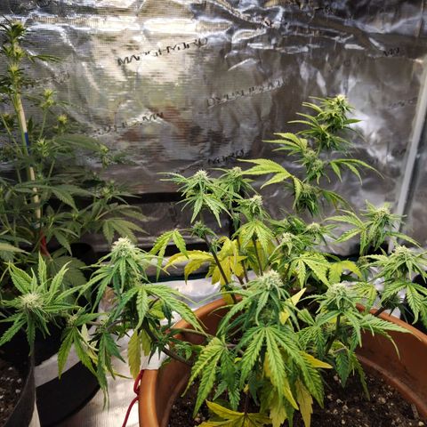 Matanuska growlog timeline photo