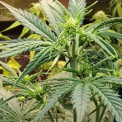 Critikal XXL auto growlog timeline photo