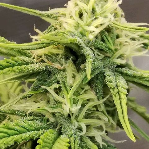 Matanuska growlog timeline photo